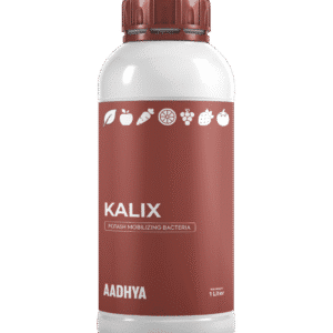 કેલિક્સ