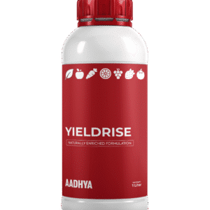 યિલ્ડરાઇઝ