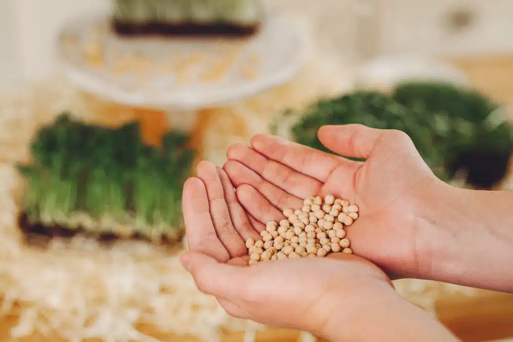 Pigeon Pea Legume Crop Benefits
