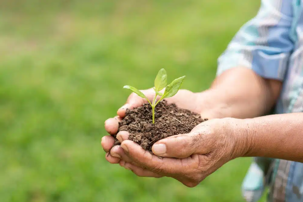 Seeds Production Company Gujarat