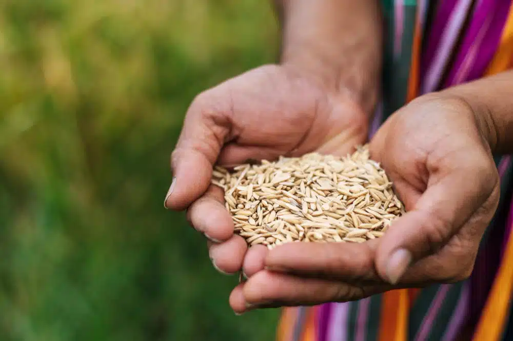 Seeds Production Company in Gujarat